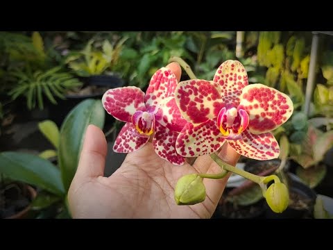 Video: Moet phalaenopsis-orgideë besproei word?