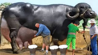 गाय-भैंस का दूध बढ़ाने का घरेलू उपाय | Home Remedies To Increase Milk Of Cow And Buffalo