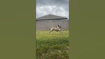 My Pug Got Attack By PITBULL😭