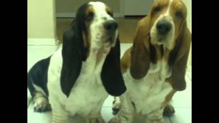 Cute Basset Hounds - Zorro and Rigsby