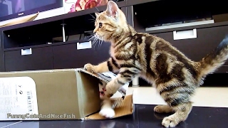 Cute Kittens playing hide and seek with box by Funnycatsandnicefish 46,732 views 7 years ago 2 minutes, 39 seconds