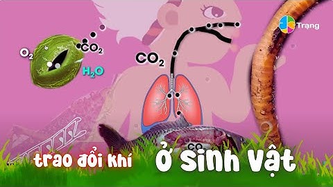 KHTN 7| TRAO ĐỔI KHÍ Ở SINH VẬT bài học thú vị của Trạng