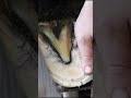 HORSE HOOF TRIM