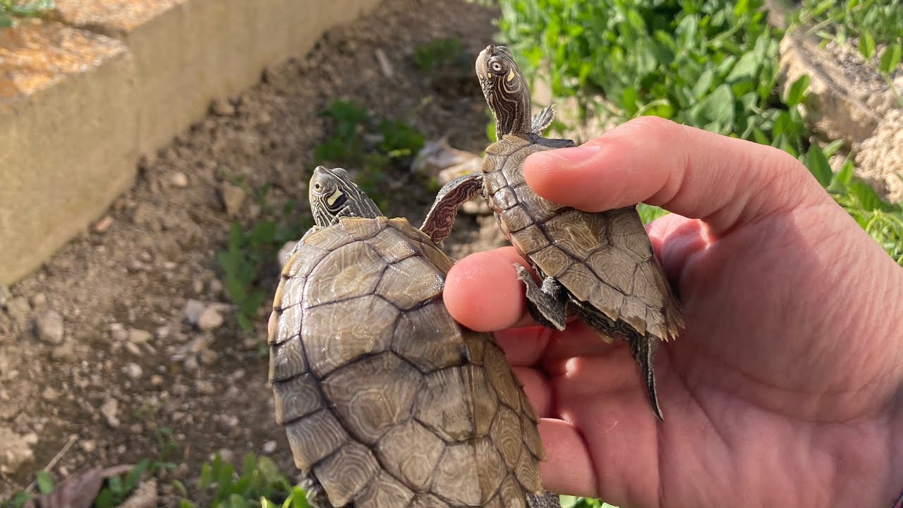 Huevos tortugas de agua