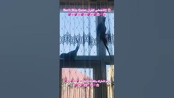 تلاوه خاشعه من الذكر الحكيم #birds #parrotparrot #foryou #parrot #اكسبلور