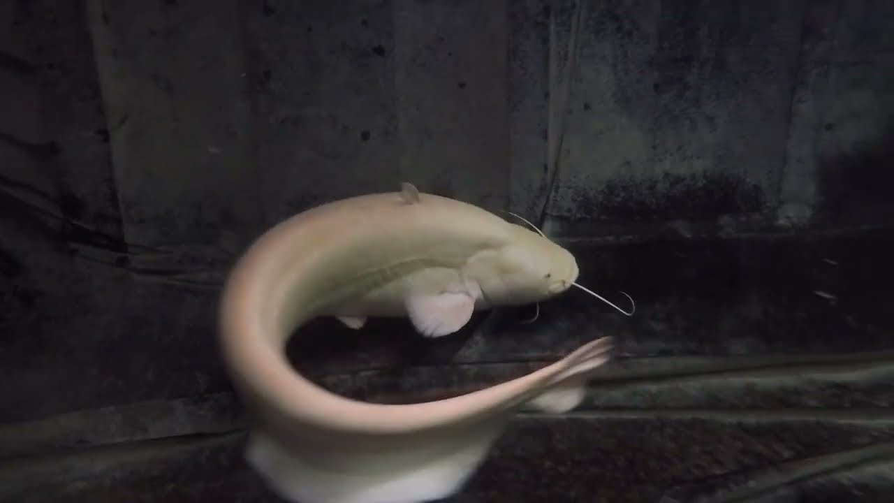 fishing clash albino wels catfish without lure Chinese (Silurus merdionalis) Predatory Fins An albino catfish. : r/Fishing