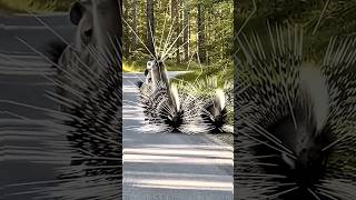 Porcupine Attack On Hyena | B14W90 | Wild Animals | #hyena #porcupine #shorts #animals