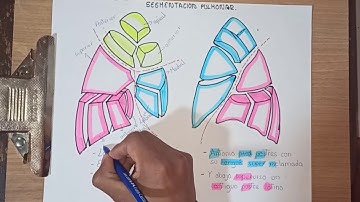SEGMENTACIÓN PULMONAR