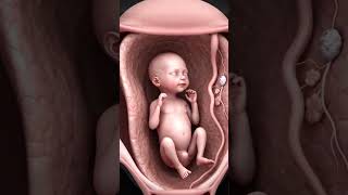 Prenatal development