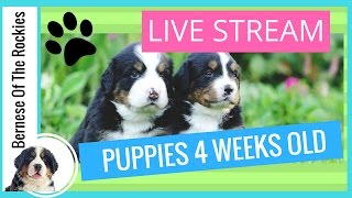 [LIVE] Bernese Mountain Dog Puppies 4 Weeks Old | Bernese Of The Rockies