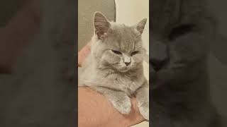 Download Lagu تدليك ناعم لقطتي كرستينا 😻 | Soft massage for my kitten MP3 Download Lagu تدليك ناعم لقطتي كرستينا 😻 | Soft massage for my kitten MP3