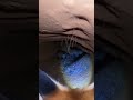 Fox Dad Comes Home to His Family #animals #wildlife #shorts