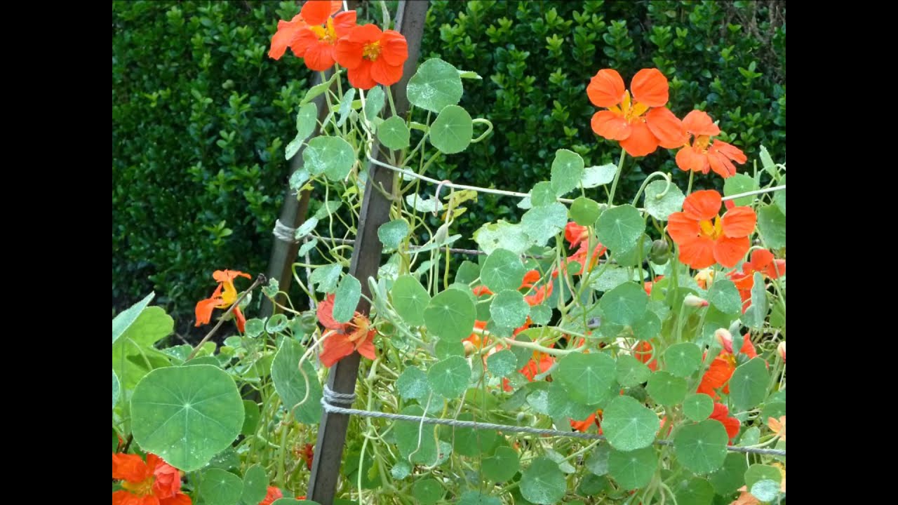 Renova2011 bloeit -deel 1.wmv