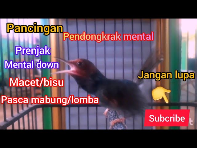 pancingan mental donw dan macet total @PANCINGANPRENJAK @OmahPrenjak @sarjana manuk class=