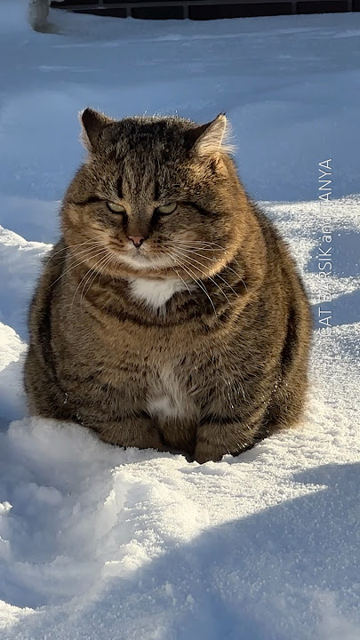 Самый лучший МЯУ от Барсика ✨ A meow from a Barsik #cat #cute #catvideos #barsik