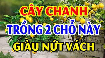 Cứ TRỒNG CÂY CHANH Ở Chỗ Này Để HÚT TÀI LỘC Tiền Vàng Kéo Vào Ầm Ầm, Đổi Đời Giàu Nứt Vách