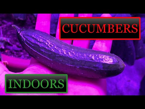 Video: Indoor Cucumber Care Calendar