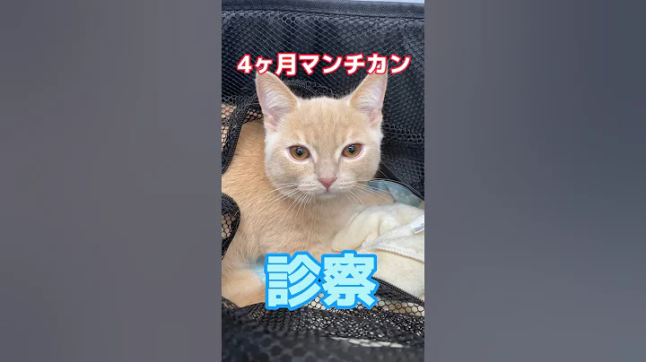 Video 11707231: munchkin cat, post, cat old