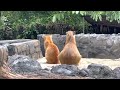 Binatang apa ni - Oyen dan Capybara berkawan rapat