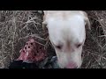 Охота на фазана. Закрытие 2020 г. Работа собаки по поиску подранка. Hunting for a pheasant.Work dog