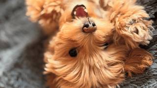 Warning: This video will make you want a fluffy tail