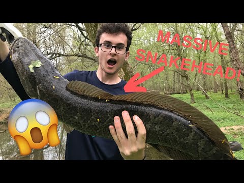 massive-double-digit-snakehead-caught-in-maryland-waters!!-catching-a-monster-spring-snakehead!!