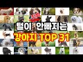 털 진짜 안빠지는 강아지 TOP 31│털 안빠지는 소형견 대형견│강아지 털빠짐 순위│강아지 반려견 털빠짐│털 안빠지는 강아지 댕댕이 반려견│털갈이 안하는 강아지│강아지 털갈이