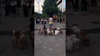 Tokyo Trip Night Harajuku Shibuya Japan