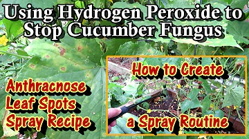 Using Hydrogen Peroxide on Anthracnose & Other Cucumber Fungus Issues: How to Create a Spray Routine