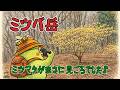 ミツバ岳|ミツマタがまさに見ごろでした♪