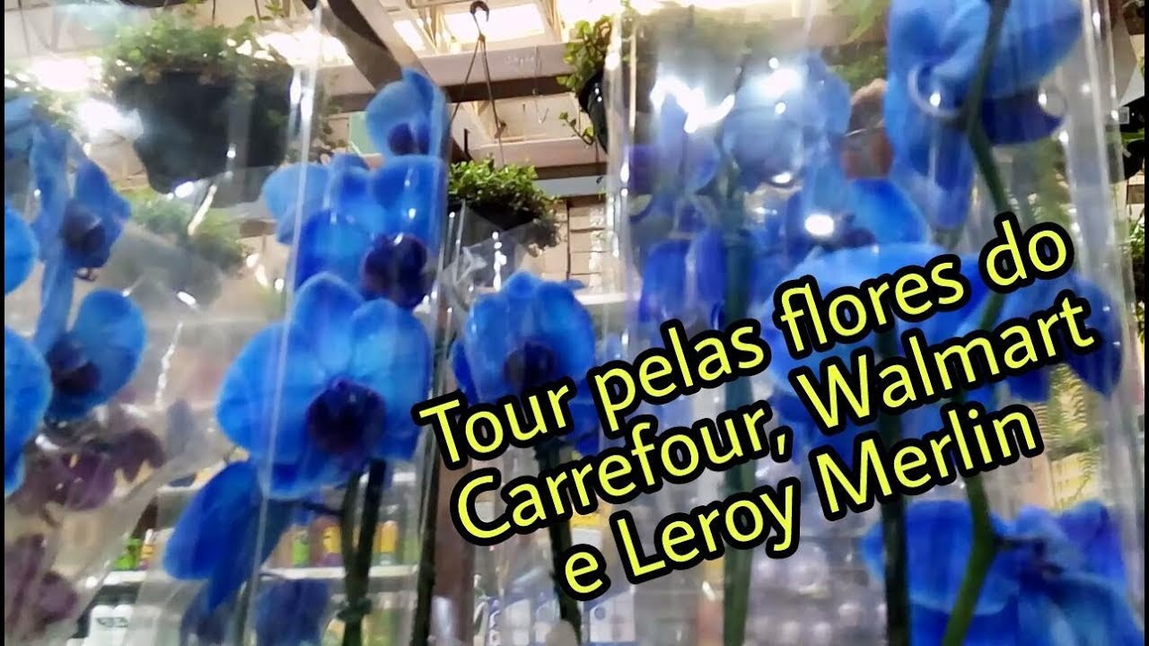 Tour pelas orquídeas e flores do Carrefour, Walmart e Leroy Merlin - thptnganamst.edu.vn