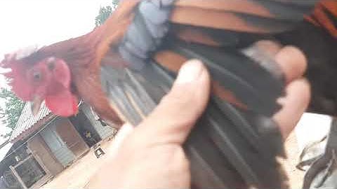 Qaib Dib Qaib Qus Txuam 1 Qua zoo kawg li Dib tuaj zoo heev Nrog Rau Tus Qaib 2lab 1/7/2020