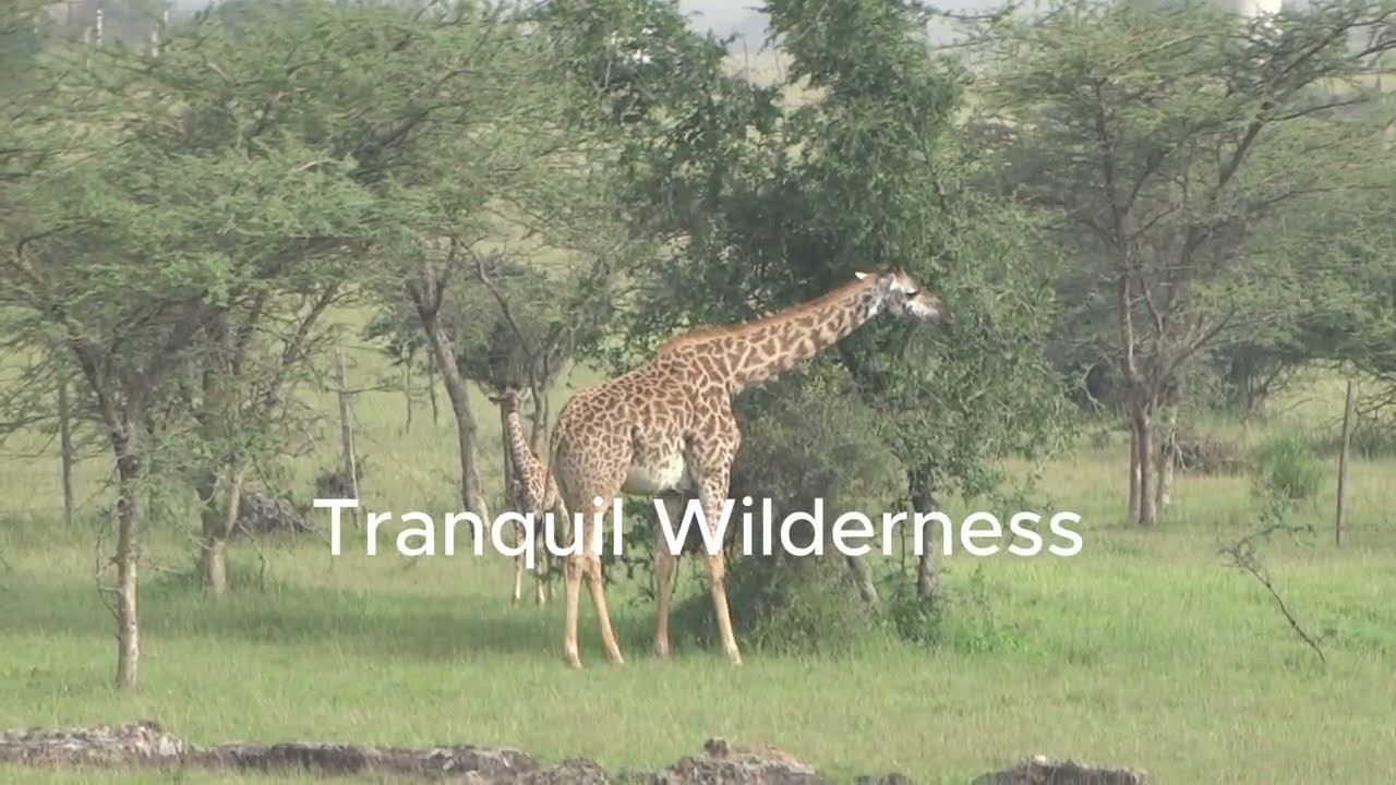 Tranquil Wilderness