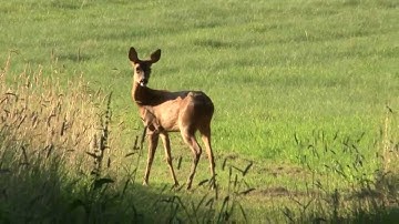 How to call in roebuck in the rut