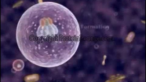 Mechanism of Anthrax Toxins.flv