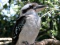 Kookaburra bird  sound effect