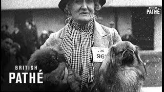 Download Lagu Irish Kennel Club Show (1936) MP3