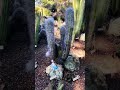 Elsa and Anna Frozen Scene: Huge cactus from all over the world#shorts #kidsvideo #toddlers #nature