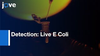 Detection: Live E Coli O157:H7 Cells By PMA-qPCR l Protocol Preview