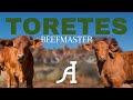 Toretes Beefmaster ¡De registro!