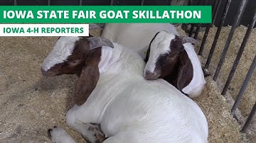 Goat Skillathon | Iowa 4-H Reporters 2021
