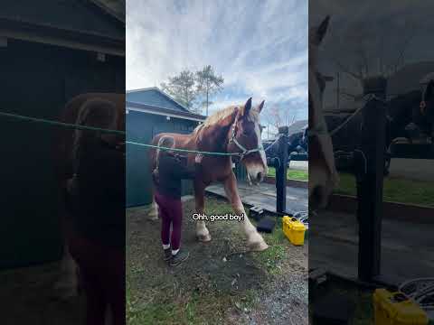 This Horse LOVES