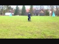 ODI, CROATIAN SHEEPDOG - PROTECTION TRAINING の動画、YouTube動画。