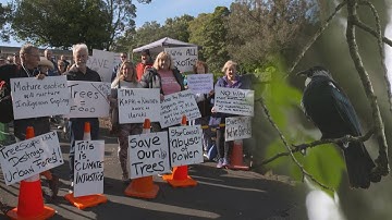 Protestors set up camp atop one of Auckland’s volcanic cones, unhappy at plan to remove trees