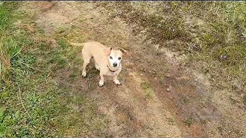 Lucy 2019, Rondebosch Common with Indie and Peanie