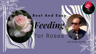 मुश्किल नहीं है गुलाब उगाना !!! प्रुनिंग के बाद क्या और कैसे फीड करें../ What N How To Feed Roses