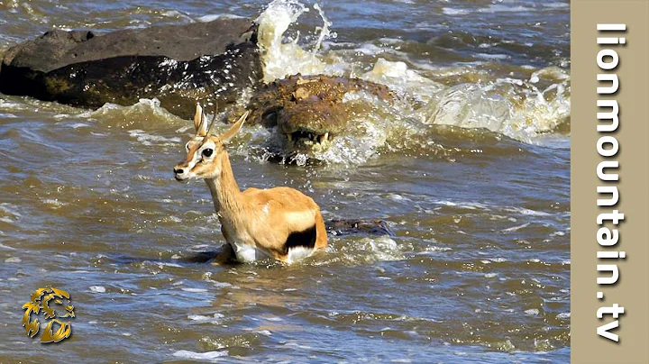 Crocodiles Catch whole herd of migrating Gazelle 🐊☠ CLASSIC WILDLIFE - DayDayNews