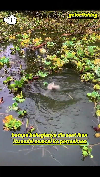 ko bisa secepat itu? 😱‼️ #shorts #fishing #shortvideo #fish #mancing