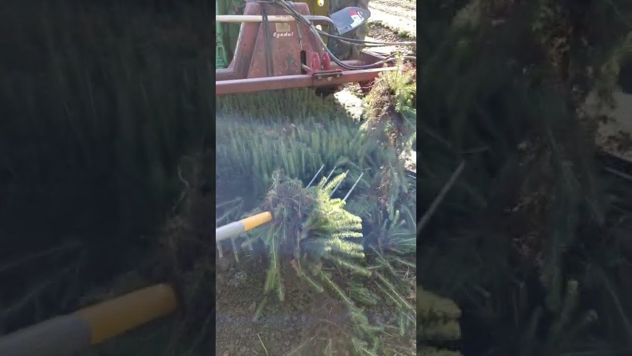 Digging Evergreen Seedlings with Pitch Forks! (Slow Motion)