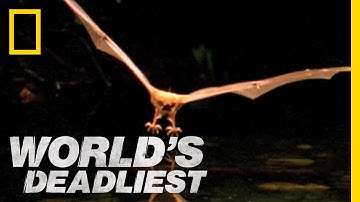 Fishing Bats | World